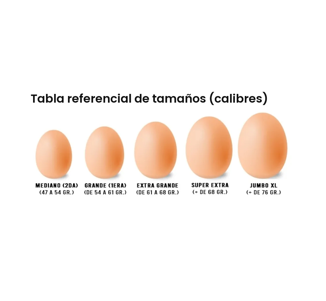 Huevos Súper Blancos 100 Unidades - Imagen 3